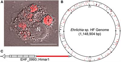 Discovery of in vivo Virulence Genes of Obligatory Intracellular Bacteria by Random Mutagenesis